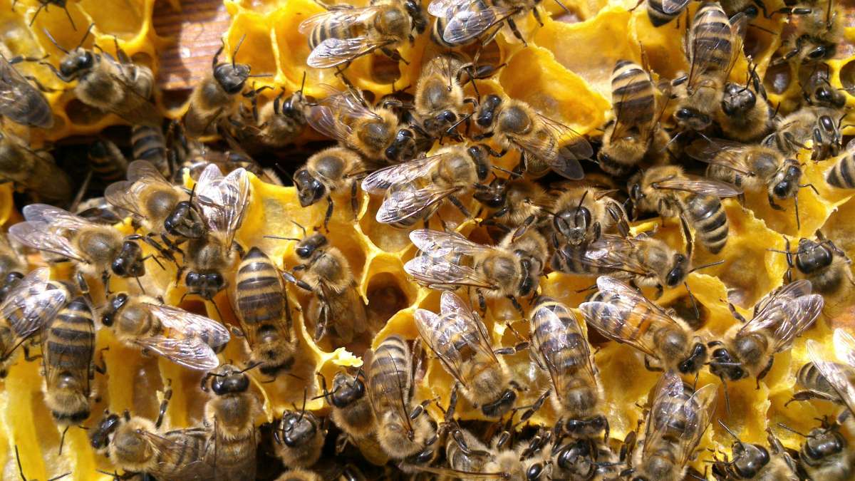 Bienenschwarm und Schwänzeltanz